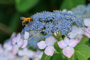 Close up of bee pollinating lacecap hydrangea flower, Japan