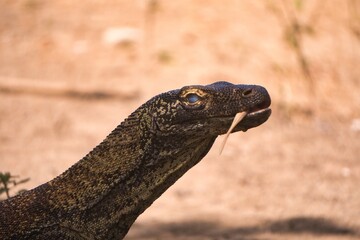 Komodo Dragon in Komodo National Park, Indonesia