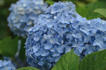 Summer hydrangea scenery in a Japanese public park