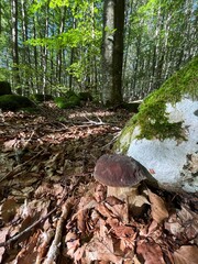 Boletus in the Apennines woods, Italy