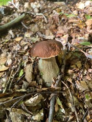Boletus in the Apennines woods, Italy