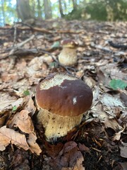 Boletus in the Apennines woods, Italy