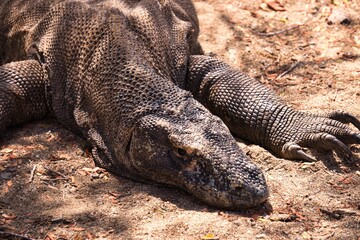 Komodo Dragon in Komodo National Park, Indonesia