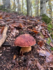 Boletus in the Apennines woods, Italy