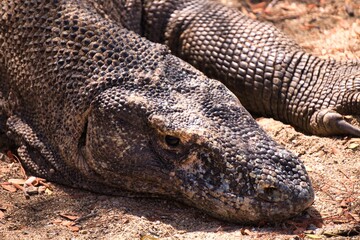 Obraz premium Komodo Dragon in Komodo National Park, Indonesia