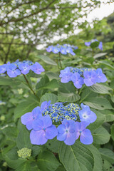 Scenic view of lacecap hydrangea pathway, Japan