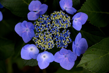 Dark moody lacecap hydrangea garden landscape
