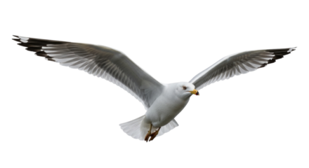 Seagull Bird with Wings Spread in Flight cutout isolated on transparent bg, png