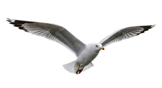 Seagull Bird with Wings Spread in Flight cutout isolated on transparent bg, png