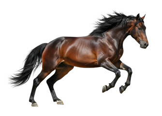 Fototapeta premium Majestic Brown Horse Trotting with Black Mane and Tail cutout isolated on transparent bg, png