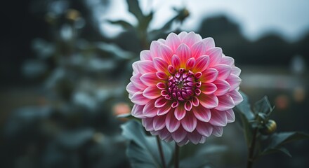 A Stunning Pink Dahlia in Bloom