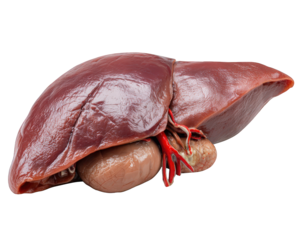 Liver organ anatomy biology teaching tool, realistic human liver with veins and arteries, isolated on transparency background for medical education and healthcare illustration