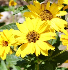 A close view of the bright yellow flowers in the garden.