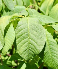 A close view of the bright green leaf on the tree.