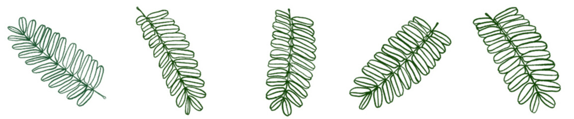 Fern Leaf Line Art PNG for Nature, Tropical, and Botanical Design