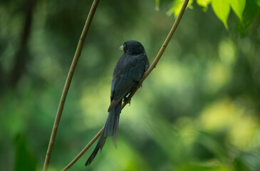 A Black Drongo (Dicrurus macrocercus) perched on a branch amidst lush green foliage in a forest setting.