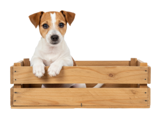 Playful puppy in wooden crate indoor setting pet warm atmosphere cute animal concept isolated PNG