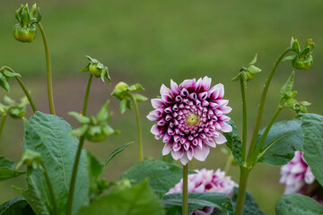 White tipped double purple flowers of the decorative summer flowering tuber, Dahlia 'Edinburgh'. Purple and white 'Edinburgh' dahlia flower.  © Kaja