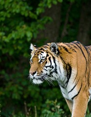 Obraz premium Tiger portrait in green forest