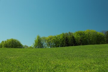 Beautiful view of landscape with fresh green grass and trees outdoors