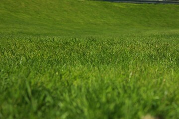 Fresh green grass as background, closeup view