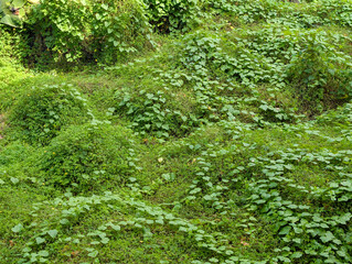 Fototapeta premium Green creeping plants covering the ground surface
