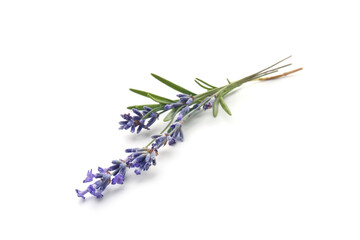 Fragrant lavender flowers and leaves isolated on white