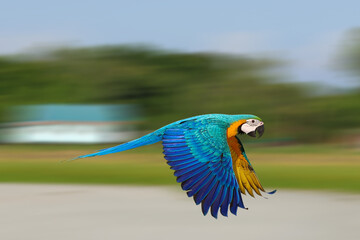Macaw parrot is flying at high speed in the sky.
