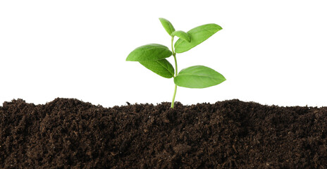 Young plant growing in soil isolated on white