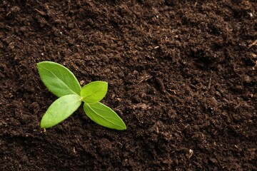 Young plant growing in soil as background, top view