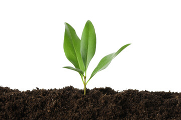 Young plant growing in soil isolated on white