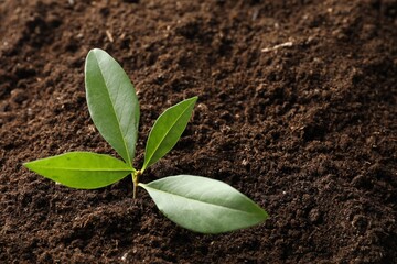 Young plant growing in soil as background, closeup