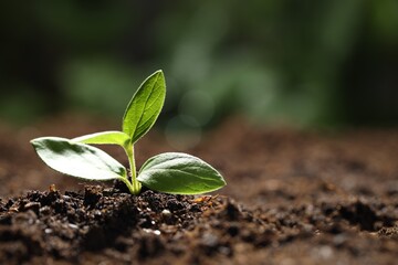 Young plant with green leaves growing from soil outdoors, closeup. Space for text
