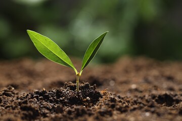 Young plant with green leaves growing from soil outdoors, closeup. Space for text