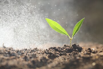 Water drops falling onto young plant with green leaves in soil outdoors, closeup. Space for text