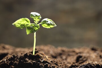 Young plant with green leaves growing from soil outdoors, closeup. Space for text