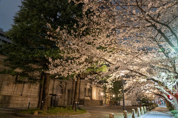 江戸桜通りの夜桜