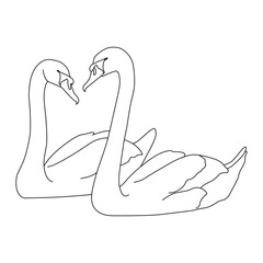 Swan couple Line Art vector design. Swan couple outline illustration design.