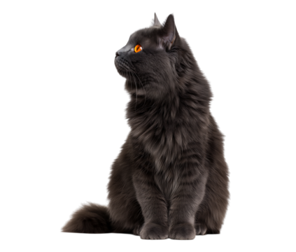 Elegant Grey Cat with Intense Orange Gaze isolated on a transparent background