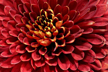 red dahlia flower