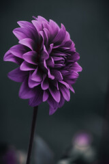 pink dahlia flower