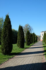 tall green bushes along the path