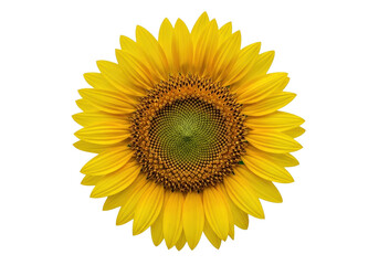 Obraz premium Closeup yellow sunflower on light background