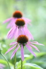 Beautiful pink echinacea flowers growing outdoors, closeup
