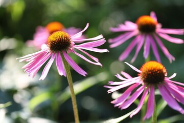 Obraz premium Beautiful pink echinacea flowers growing outdoors, closeup