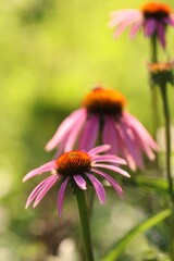 Beautiful pink echinacea flowers growing outdoors, closeup