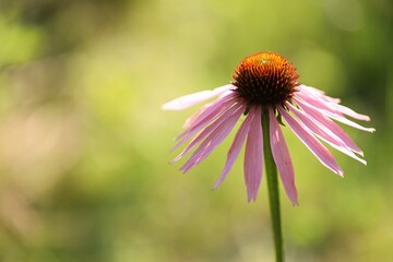 Beautiful pink echinacea flower growing outdoors, closeup. Space for text