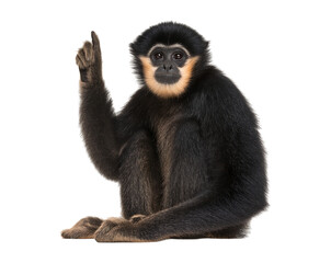 Fototapeta premium Charming Gibbon Points Skyward isolated on a transparent background