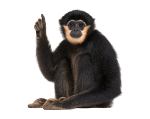 Charming Gibbon Points Skyward isolated on a transparent background