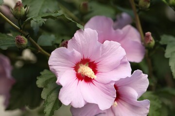 Hibiscus shrub with beautiful pink flowers outdoors, closeup